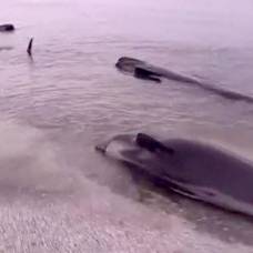 Сотни китов выбросились на берег в новой зеландии