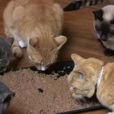 67-Летняя американка приютила у себя дома более 1100 кошек