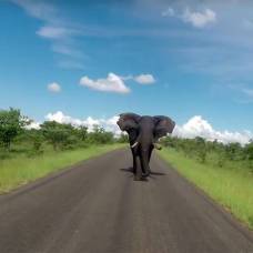 В юар разгневанный слон преследует туристов