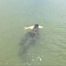 Голодный аллигатор утащил улов у рыбака прямо с удочки