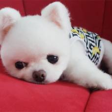 Азиатский бум на умилительных собак пришел в instagram