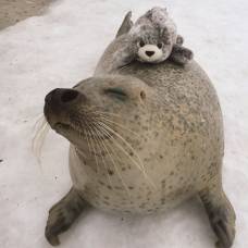 Японский тюлень со своей игрушечной копией покорили интернет