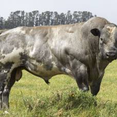 Коровы и быки породы бельгийские голубые (belgian blue cattle)