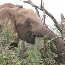 Учёные признали слона самым "малоспящим" млекопитающим