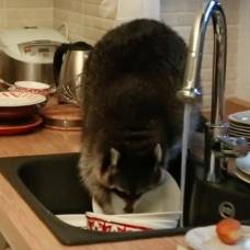 Толстый енот-полоскун забрался на кухню и перемыл гору грязной посуды