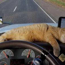 Кот проехал 400 миль, вцепившись в дно грузовика