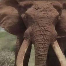 В кении браконьеры убили одного из последних уникальных слонов на земле (10+)