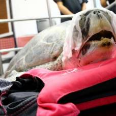 Тайские ветеринары облегчили морскую черепаху на 900 монет
