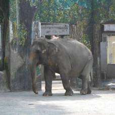Активисты просят освободить печального слона