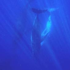Горбатые киты в южном полушарии стали сбиваться в «супергруппы»