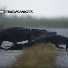 Парад аллигаторов попал в объектив камеры в южной флориде