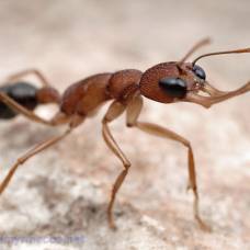 Прыгающий муравей (лат. harpegnathos saltator)
