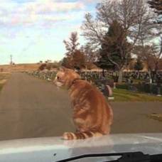 Бесстрашный кот любит кататься на капоте автомобиля