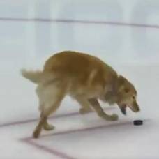 Собака поиграла с шайбой на льду в матче нхл