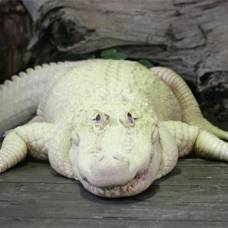 Белый крокодил существует в природе