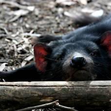 Тасманский дьявол (sarcophilus laniarius)