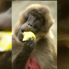 Фруктовая диета помогла приматам "отрастить" большой мозг