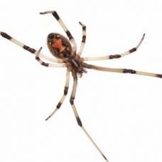 Девять самых ядовитых пауков в мире