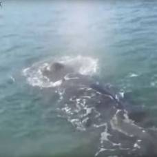 Запутавшийся в сетях кит подплыл к людям в надежде на спасение