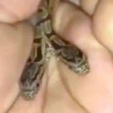 В канзасе нашли двухголовую змею