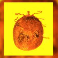 В куске янтаря найден древний клещ с кровью, "заправленной" паразитами