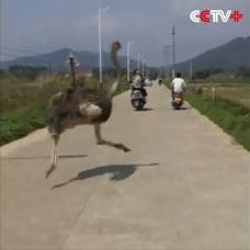 Сбежавший с фермы страус вызвал хаос на улицах