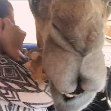 Верблюд украл еду у туристок в сафари-парке
