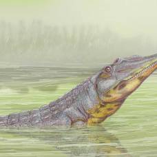 Найден предок родственников крокодилов