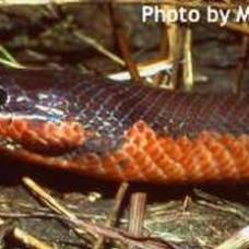 Капуасская грязевая змея, или змея-хамелеон (лат. enhydris gyii)