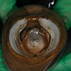 Учёные впервые обнаружили живого гигантского корабельного червя