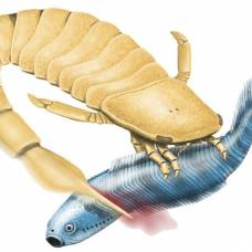 Древние морские скорпионы убивали жертв зазубренным хвостом