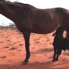 В австралии лошадь усыновила осиротевшего теленка