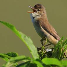 Птицы меняют характер пения, чтобы "перекричать" транспортный шум
