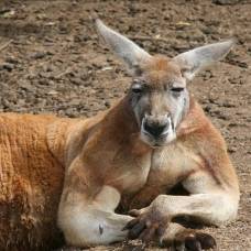В австралии поставят памятник мускулистому кенгуру