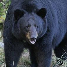 10 необычных способов защиты при нападении медведя