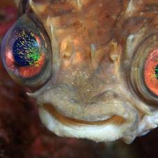 Микроскопический паразит, живущий в глазных яблоках, управляет поведением рыбы