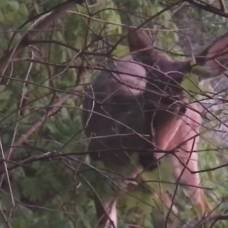 Любопытный оленёнок подошел к охотникам, чтобы понюхать ружье