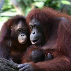 Орангутаны питаются материнским молоком четверть своей жизни