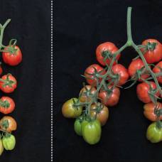 Редактирование генов помогло получить высокоурожайный сорт томатов