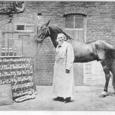 Необычайная история ганса, коня, который умел извлекать квадратные корни