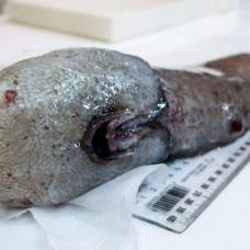 У побережья австралии поймали считавшуюся вымершей рыбу без лица