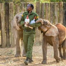 Трогательные фотографии из приюта слонов-сирот в кении