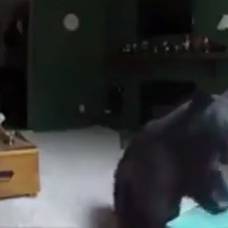 В колорадо медведь пробрался в квартиру и сыграл на пианино