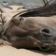 Как спят лошади?