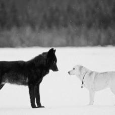 Нетерпимость к несправедливости уравняла собак с волками