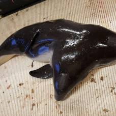 В северном море поймали дельфина с двумя головами и тремя глазами