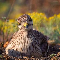 Авдотка (лат. burhinus oedicnemus)