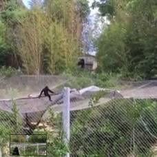 Побег обезьяны из американского зоопарка сняли на видео