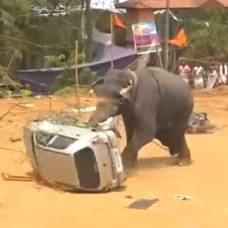Разъяренный слон перевернул машину на празднике в индии
