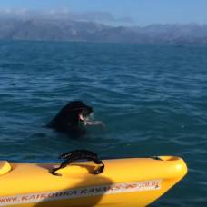 Туристы стали свидетелями драки морского льва с осьминогом